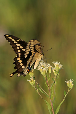 Giant Swallowtail at Riveredge Nature Center. Newburg, WI