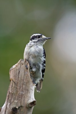 Downy Woodpecker. Cedarburg, WI