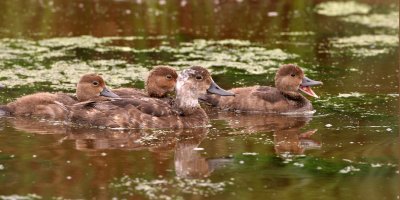 Family of Redheads, Horicon Marsh, WI