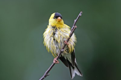 American Goldfinch. Cedarburg, WI