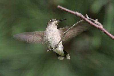 Ruby-throated Hummingbird. Cedarburg, WI