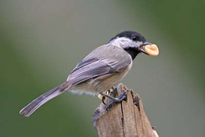 Black-capped Chickadee. Cedarburg, WI