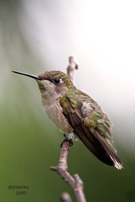 Ruby-throated Hummingbird. Cedarburg, WI