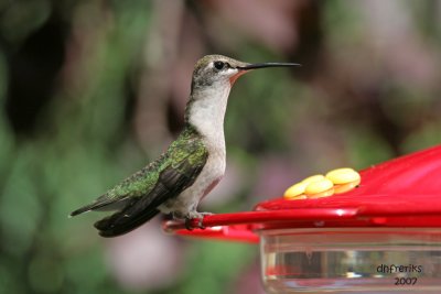 Ruby-throated Hummingbird. Cedarburg