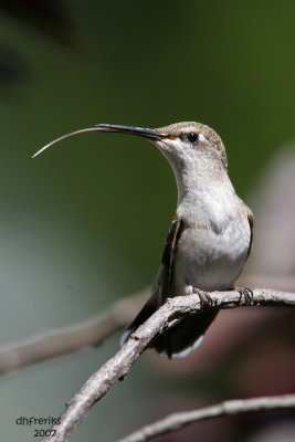 Ruby-throated Hummingbird. Cedarburg