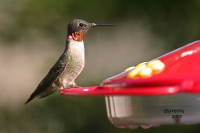 Ruby-throated Hummingbird. Newburg, WI