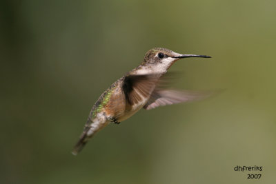 Ruby-throated Hummingbird. Newburg, WI