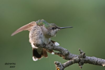Ruby-throated Hummingbird. Newburg, WI