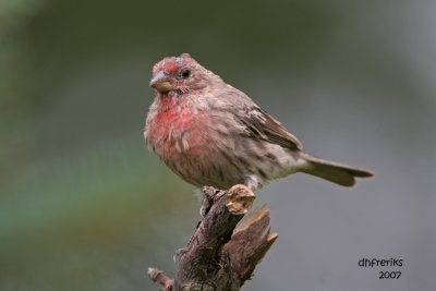 House Finch. Newburg, WI