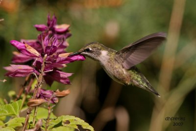 Ruby-throated Hummingbird. Newburg, WI