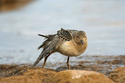 Buff-breasted Sandpiper. Sheboygan, WI