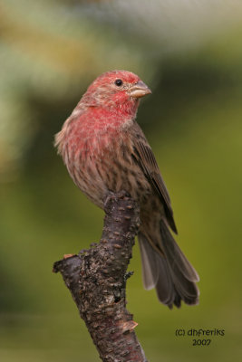 House Finch. Newburg, WI