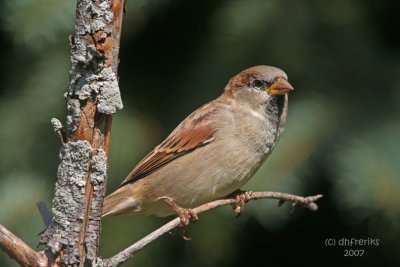 House Sparrow. Newburg, WI