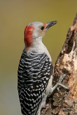 Red-bellied Woodpecker. Newburg, WI