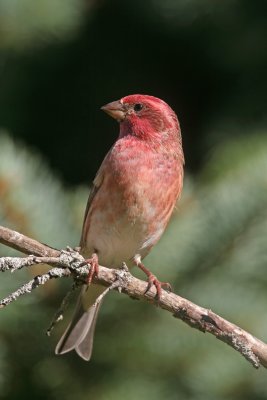 Purple Finch. Newburg, WI