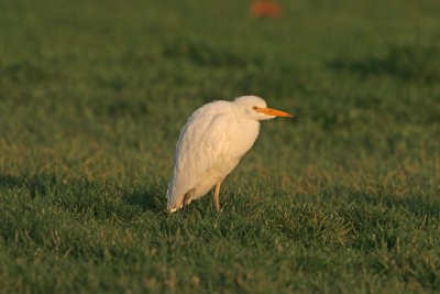 Cattle Egret. Sheboygan, WI
