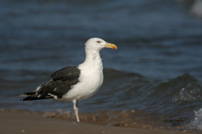 Great Black-backed Gull. Sheboygan, WI