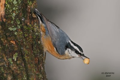 Red-breasted Nuthatch. Newburg, WI