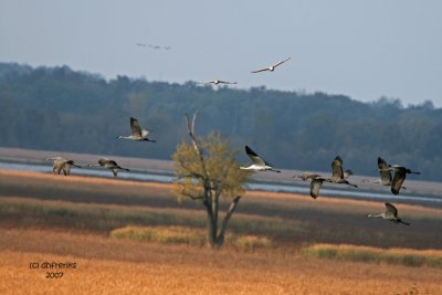 Whooping Crane with Sandhills. Horicon Marsh, WI