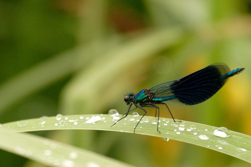 _MG_0066_dpp_calopteryxsplendens_reca.jpg