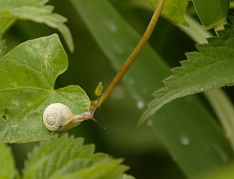 _MG_0069_dpp_escargot.jpg