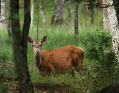 faune de notre région et d'ailleurs