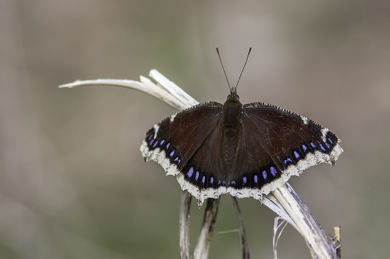 Morio / Mourning Cloak (Nymphalis antiopa)