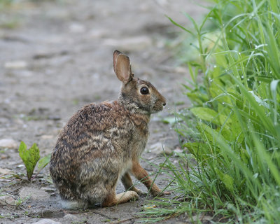 Lapin  queue blanche