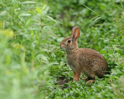 Lapin  queue blanche