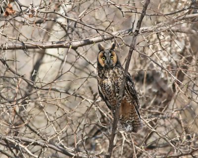 Hibou moyen-duc