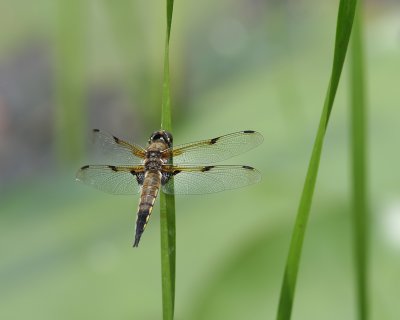 Libellula quadrimaculata - Four-spotted skimmer male (Libellule quadrimaculée)