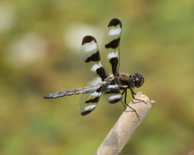 Libellula pulchella - Twelve-spotted skimmer male (Libellule gracieuse)