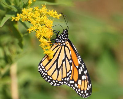 Danaus plexippus - Monarch butterfly (Monarque)