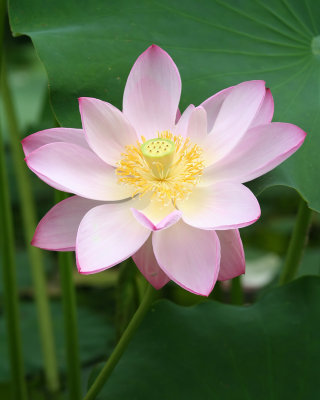 Lotus d'Orient