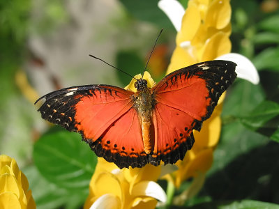 Cthosia biblis - Red Lacewing Butterfly