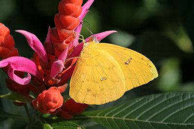 Phoebis sennae