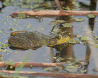 Grenouille verte / Northen Green Frog male (Rana clamitans melanota)