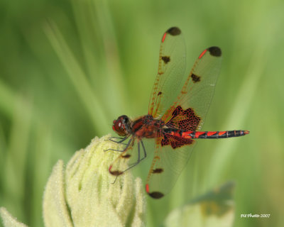Celithemis elisa - Calico pennant male (Célithème indienne)