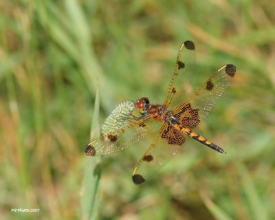 Celithemis elisa - Calico pennant female (Célithème indienne)