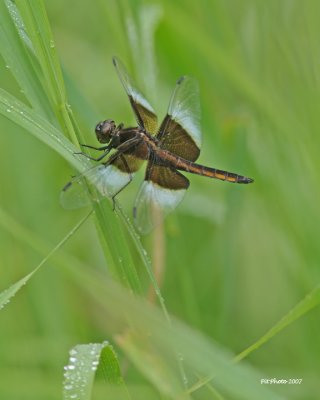 Libellula luctuosa - Widow skimmer immature male (Libellule mélancolique)