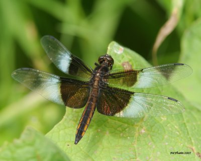Libellula luctuosa - Widow skimmer male (Libellule mélancolique)