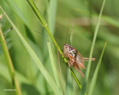 Metrioptera roeselii - Roesel's bush cricket (Decticelle bariolée)