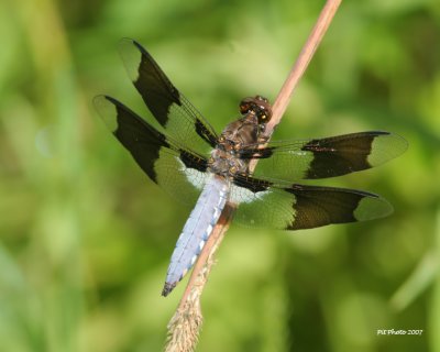 Libellula lydia - Common skimmer male (Libellule lydienne)
