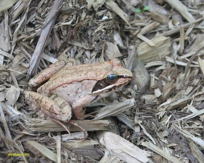 Rana sylvatica - Wood Frog (Grenouille des bois)