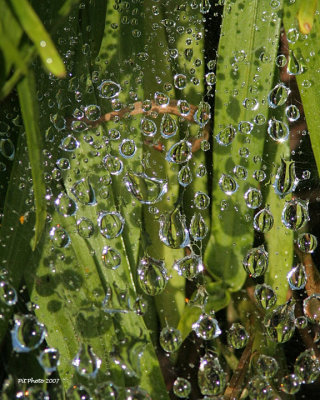 Perles d'eau sur toile d'araigne