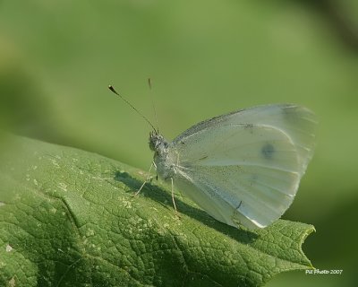 Pieris rapae - Imported cabbageworm (Piéride du chou)