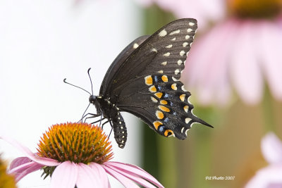 Papilio polyxenes asterius - Black Swallowtail (Papillon du cleri)