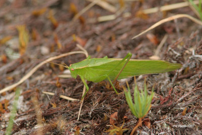 Amblycorypha oblongifolia - Oblong-winged katydid (Scuddérie à ailes oblongues)