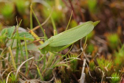 Amblycorypha oblongifolia - Oblong-winged katydid (Scuddérie à ailes oblongues)