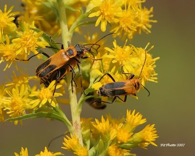 Chauliognathus pennsylvanicus - Soldier beetle (Cantharide de Pennsylvanie)